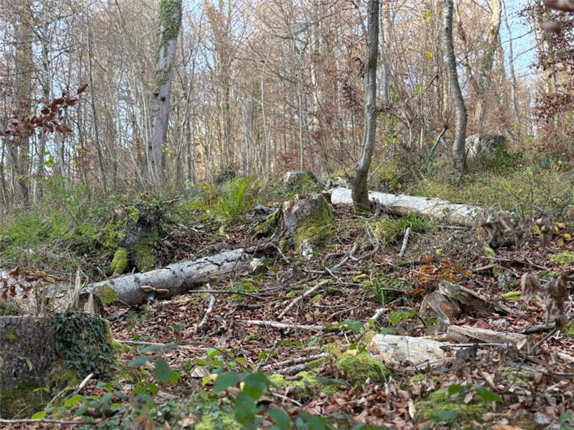 An vielen Stellen kann man Totholz entdecken – es bietet einen wichtigen Lebensraum für viele Pflanzen- und Tierarten
