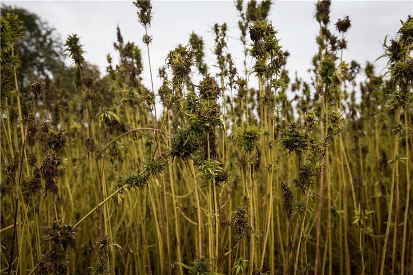 Anbau und Vertrieb von Cannabis in Luxemburg sollen strengen Regelungen unterliegen
