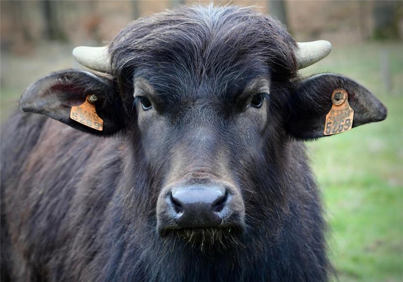Anders als herkömmliche Milch- und Fleischrinder lieben die Karpatenbüffel feuchte Gebiete mit vielen Wasserflächen
