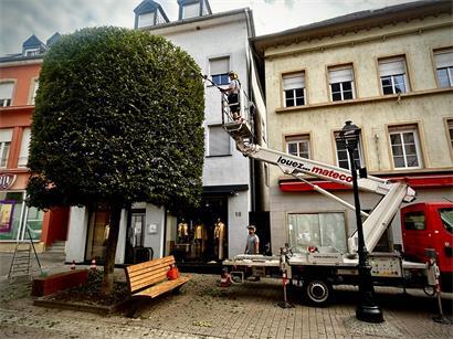 Anderthalb Stunden Arbeit pro Baum, damit jeder wieder akkurat aussieht