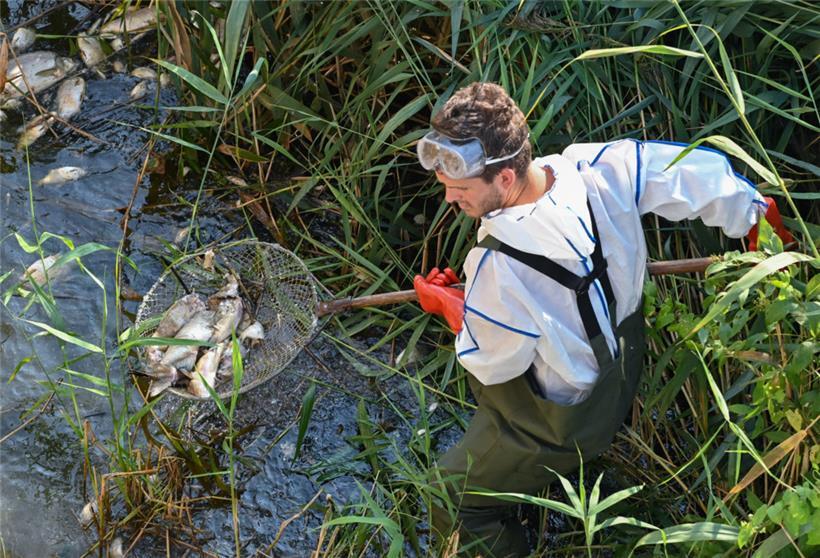 Andreas Hein, Ranger bei der Naturwacht Brandenburg, holt am 16. August mit einem Kescher tote Fische aus dem Wasser

