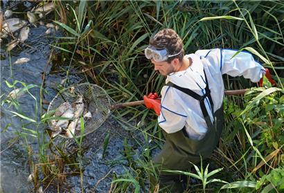 Andreas Hein, Ranger bei der Naturwacht Brandenburg, holt am 16. August mit einem Kescher tote Fische aus dem Wasser
