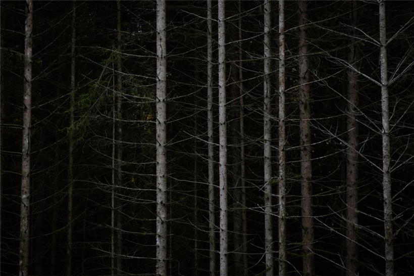 Anhaltende Trockenperioden haben mehr Bäume absterben lassen und zu einer Ausbreitung des Borkenkäfers geführt
