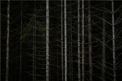 Anhaltende Trockenperioden haben mehr Bäume absterben lassen und zu einer Ausbreitung des Borkenkäfers geführt
