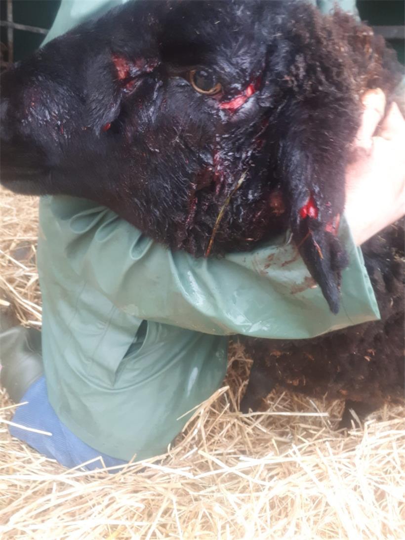 Anni nach dem Angriff