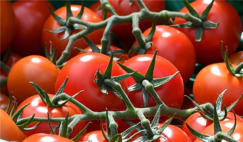 Rote Bio-Tomaten frisch geerntet vom Hof, ohne Anti-Matsch-Behandlung, naturbelassen und nachhaltig angebaut