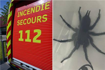 Anwohner in Reckingen haben wegen der großen Spinne die Feuerwehr gerufen
