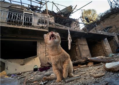 Aserbaidschan, Ganja: Eine Katze sitzt im Hof eines Hauses, das durch Beschuss durch aserbaidschanische Artillerie zerstört wurde. Ungeachtet internationaler Appelle zur Einhaltung der neuen Waffenruhe dauern die schweren Gefechte um die Südkaukasusregion Berg-Karabach nach Angaben von Behörden an.
