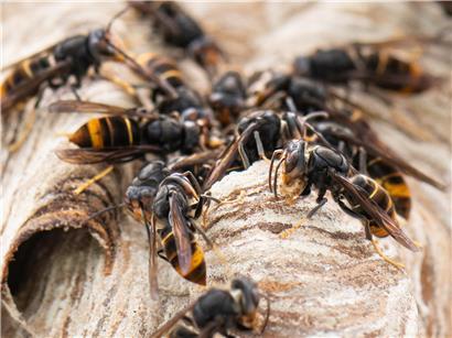 Asiatische Hornissen auf ihrem großen, papierartigen Nest im natürlichen Lebensraum, Nahaufnahme der Insekten