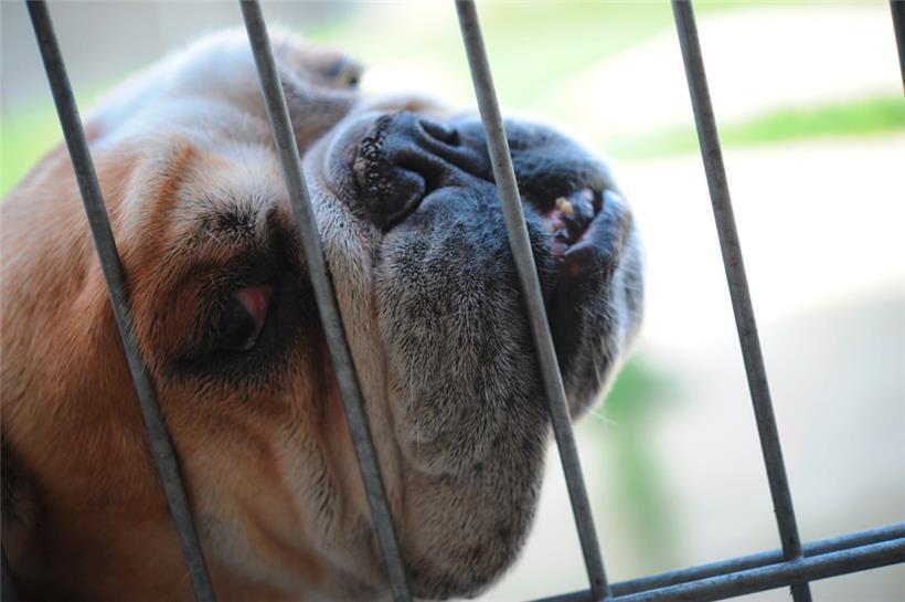 Atemnot, Röcheln oder Schnarchen: Auch Englische Bulldoggen gelten als überzüchtet, da die kurze Nase und das platte Gesicht Atemwege, Augen und Gehirn einengen
