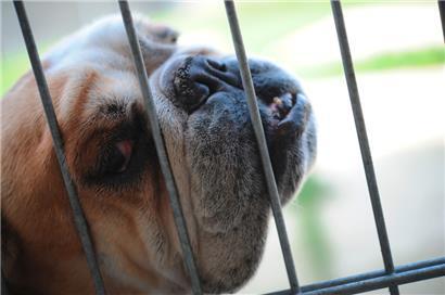 Atemnot, Röcheln oder Schnarchen: Auch Englische Bulldoggen gelten als überzüchtet, da die kurze Nase und das platte Gesicht Atemwege, Augen und Gehirn einengen
