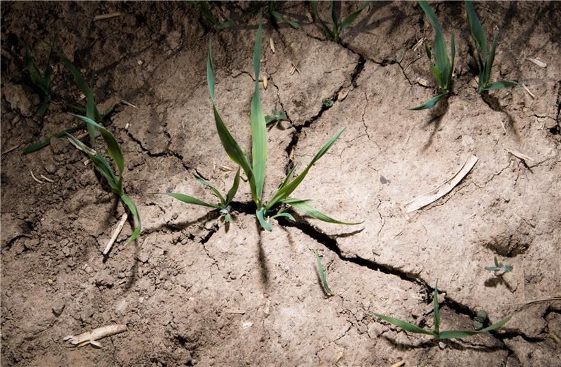 Auch 2020 gab es hierzulande in der ersten Jahreshälfte nicht genügend Niederschläge, um die Wasserreserven aufzufüllen
