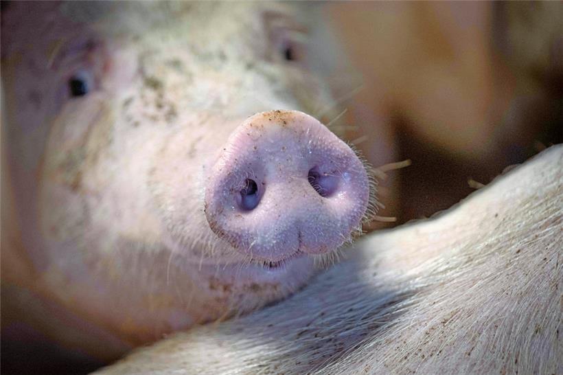 Auch Schweine sind Lebewesen mit Gefühlen und Schmerzempfinden
