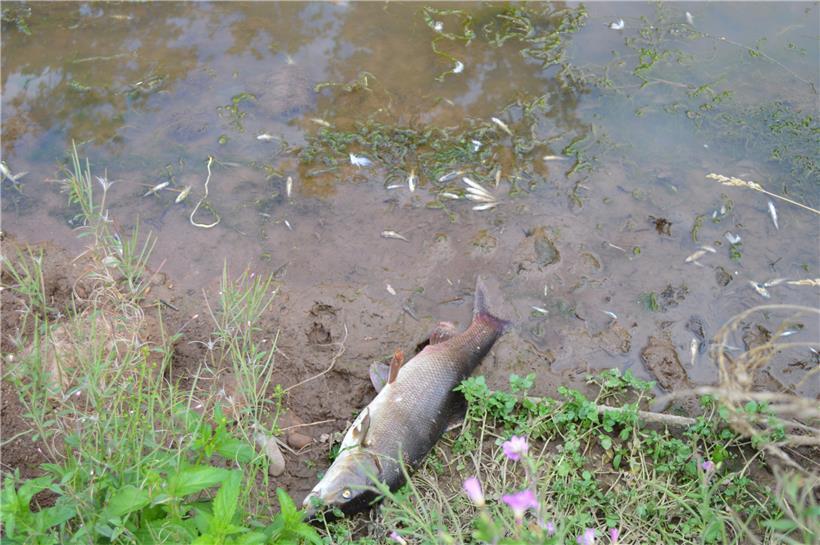 Auch an der Uferbefestigung lagen tote Fische
