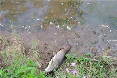 Auch an der Uferbefestigung lagen tote Fische
