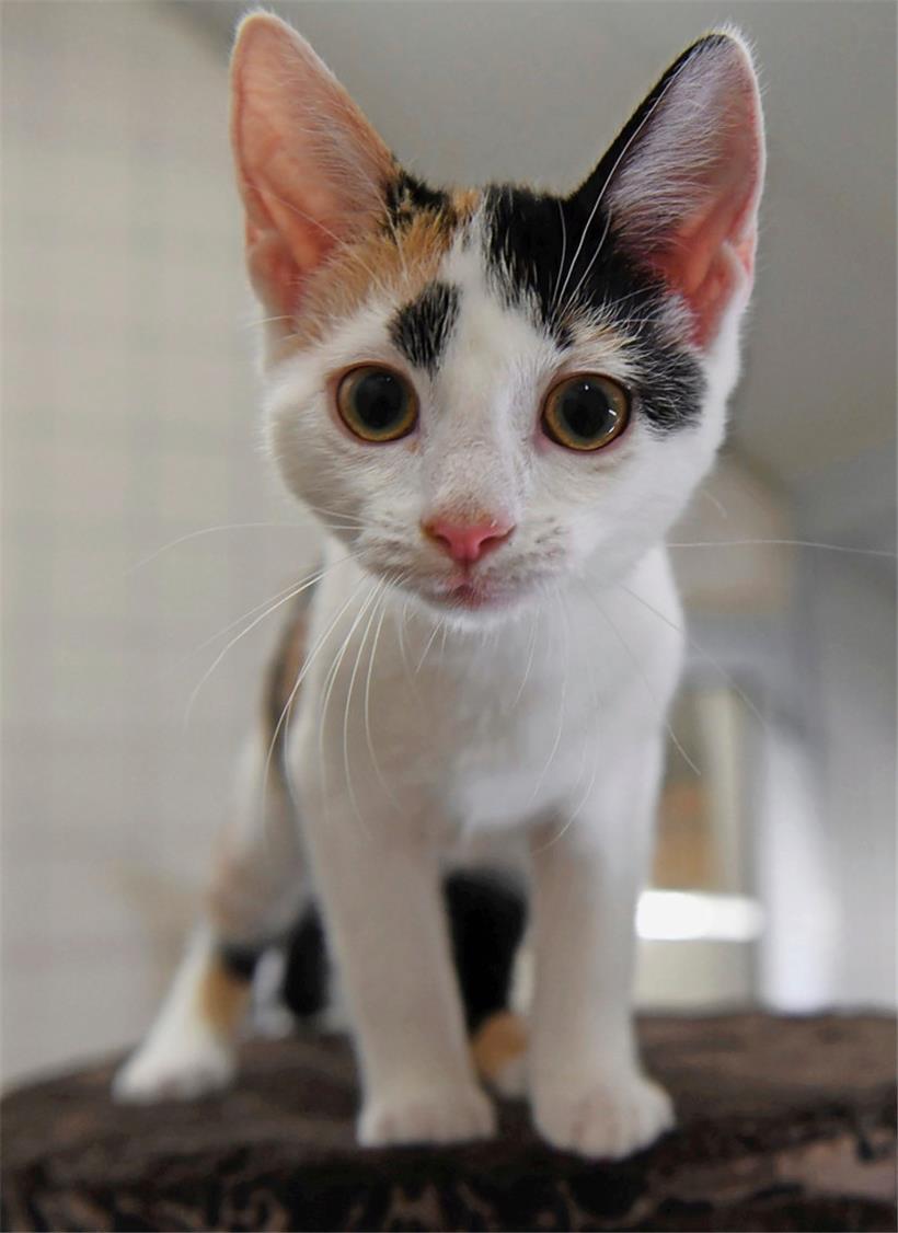 Auch bei Jungtieren ist es wichtig, im Notfall schnell zu handeln
