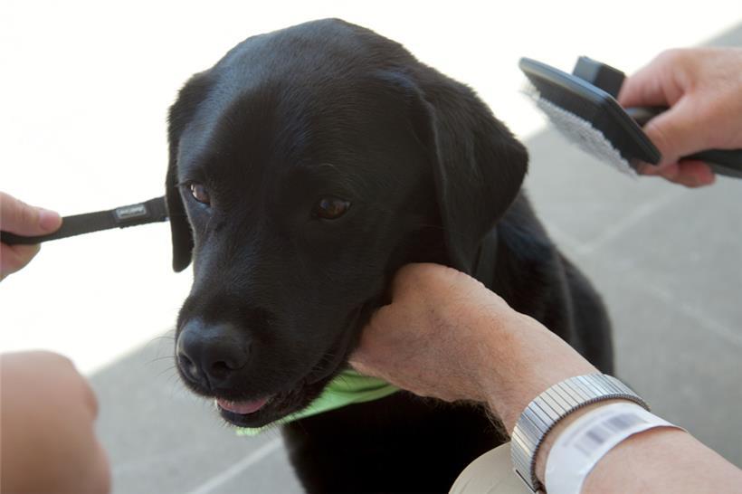 Auch beim Kämmen der Hündin wird die Feinmotorik trainiert