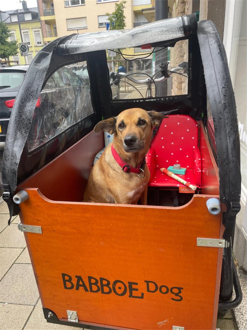 Auch der Hund darf in Irinas Cargo-Bike mitfahren