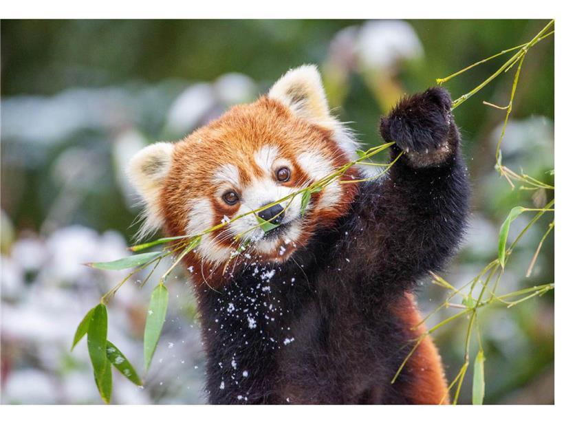 Rotpanda im Zoo freut sich über Besucher aus Luxemburg, niedliches Tier in natürlicher Umgebung