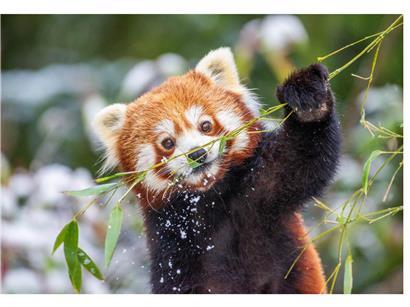 Rotpanda im Zoo freut sich über Besucher aus Luxemburg, niedliches Tier in natürlicher Umgebung