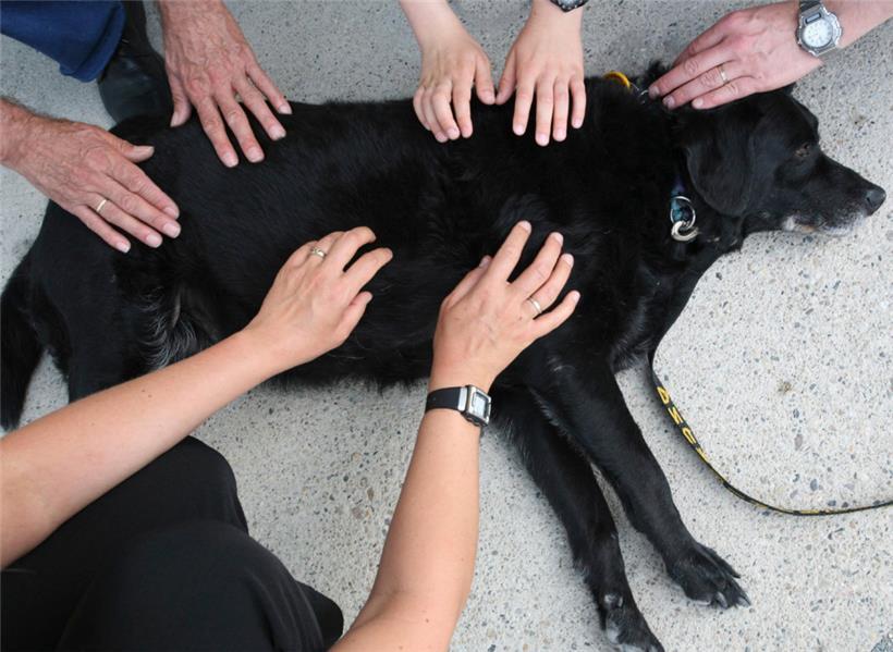 Auch die Rettung des besten Freundes des Menschen gehört zum Aufgabenbereich des CGDIS
