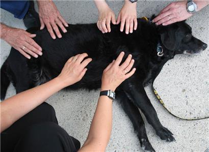 Auch die Rettung des besten Freundes des Menschen gehört zum Aufgabenbereich des CGDIS
