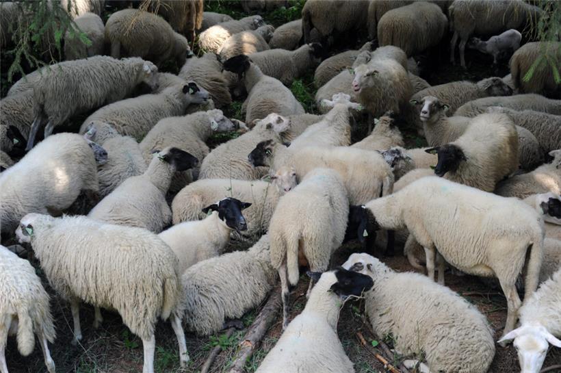 Auch in Luxemburg wandern Schafe mit Hirten und ihren Hunden von einem Ort zum anderen. Diese Praxis soll nun auf die repräsentative Liste des immateriellen Kulturerbes kommen.
