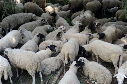 Auch in Luxemburg wandern Schafe mit Hirten und ihren Hunden von einem Ort zum anderen. Diese Praxis soll nun auf die repräsentative Liste des immateriellen Kulturerbes kommen.
