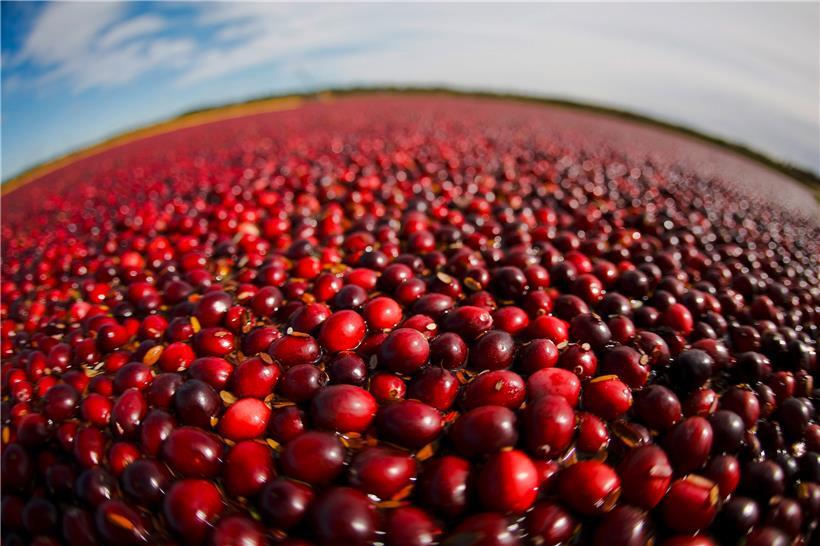 Auch sie sind betroffen: Cranberrys auf einem Teich in Warrens im US-amerikanischem Bundesstaat Wisconsin
