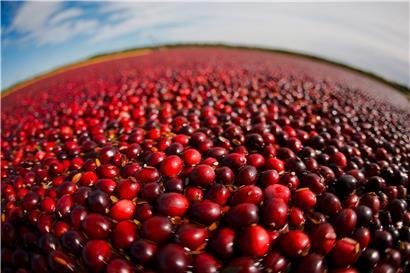 Auch sie sind betroffen: Cranberrys auf einem Teich in Warrens im US-amerikanischem Bundesstaat Wisconsin
