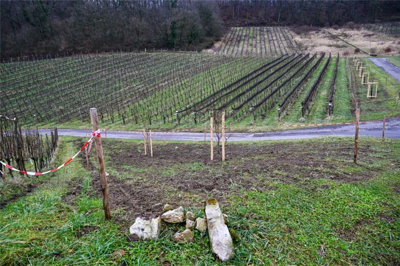 Auch wenn es jetzt noch ziemlich trist wirkt, soll hier in Schengen im Frühjahr ...