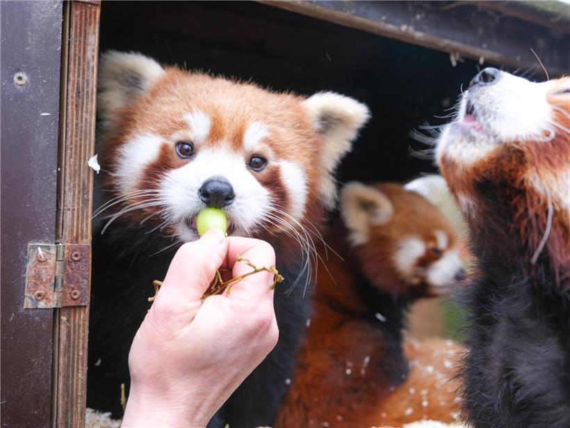 Roter Panda mit scharfen Krallen im Wald, zeigt territoriales Verhalten trotz kuscheligem Aussehen