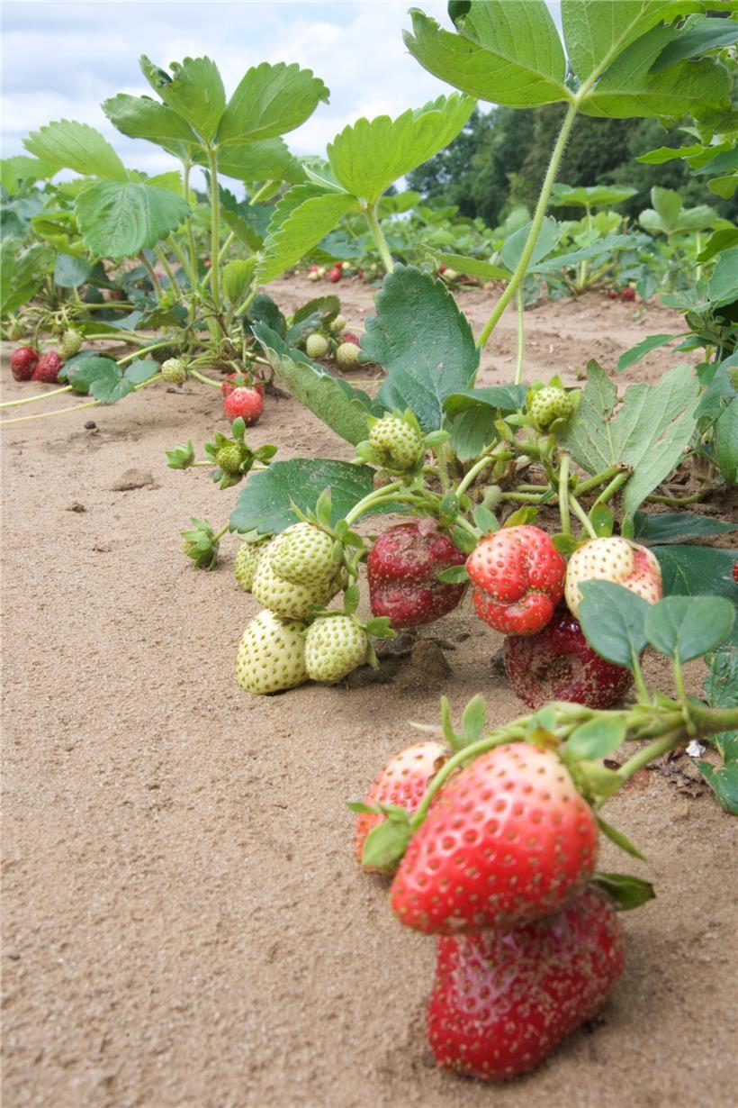 Auf 1,5 Hektar baut der Landwirt Erdbeeren an