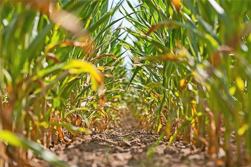 Auf Hitzesommer wie dieses Jahr müssen wir uns künftig einstellen
