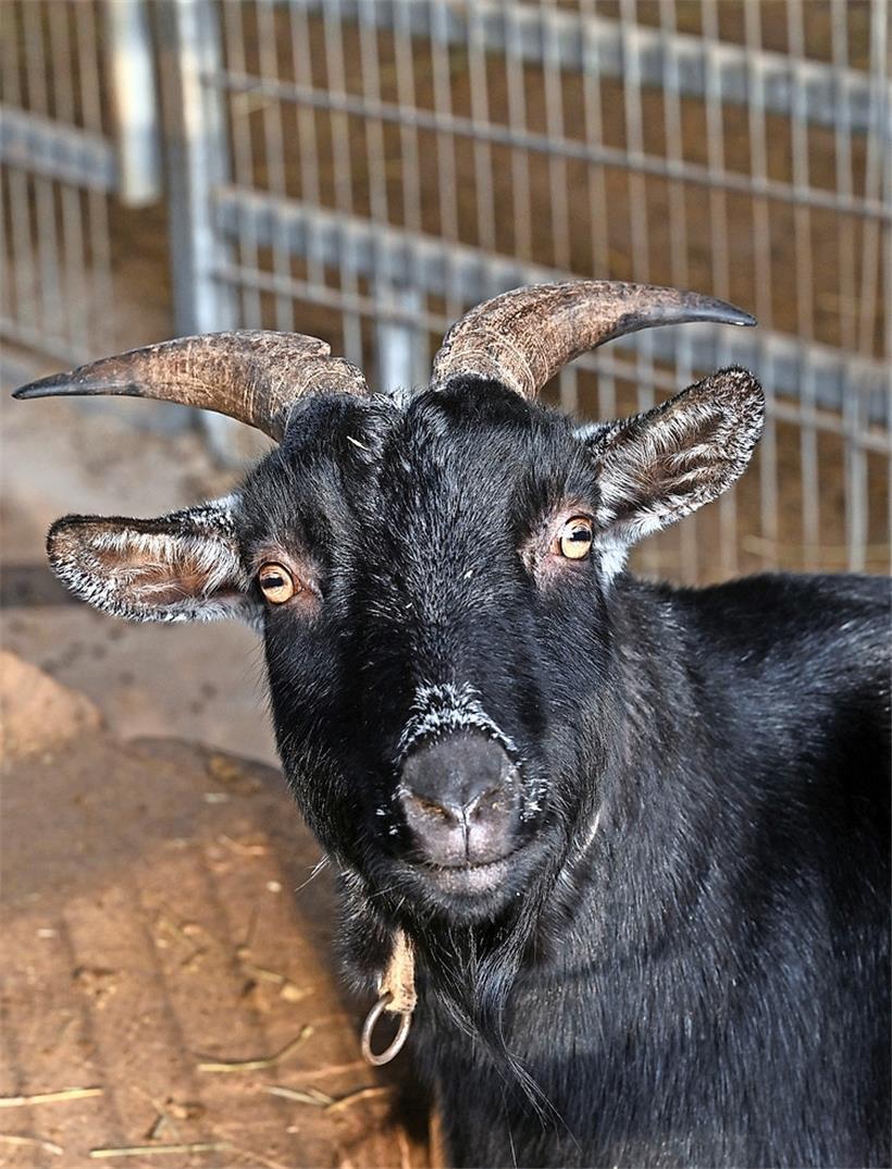 Auf dem Hof lernen Kinder und Jugendliche die verschiedenen Tiere kennen
