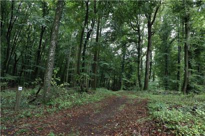 Auf dem Holzweg? In Sachen Klima- und Naturschutz fehlt es dem Koalitionsvertrag aus der Sicht des „Mouvement écologique“ an einigem.
