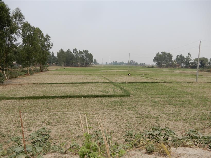 Auf den Inseln, wie im gesamten Land, wird jeder leicht fruchtbare Quadratmeter genutzt
