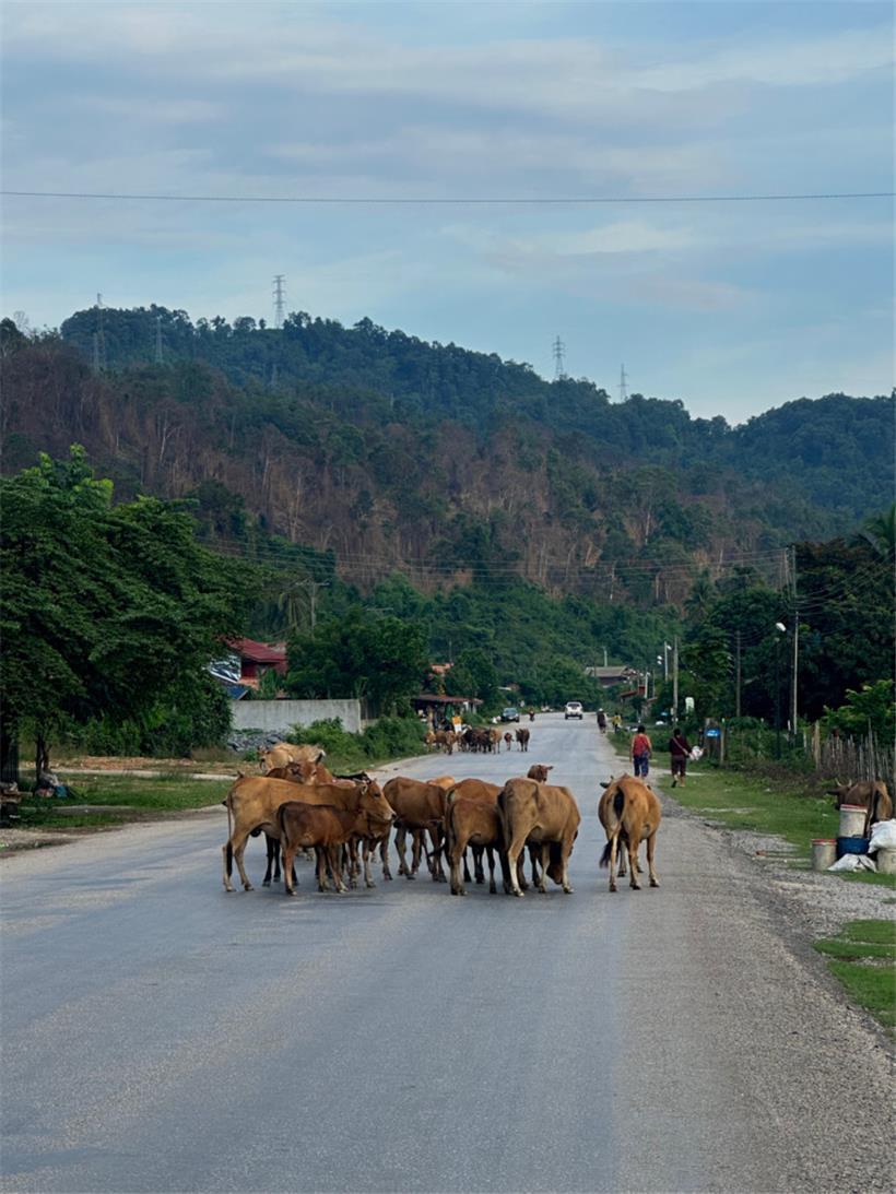Auf den Straßen in Laos geht es mitunter eher gemächlich voran
