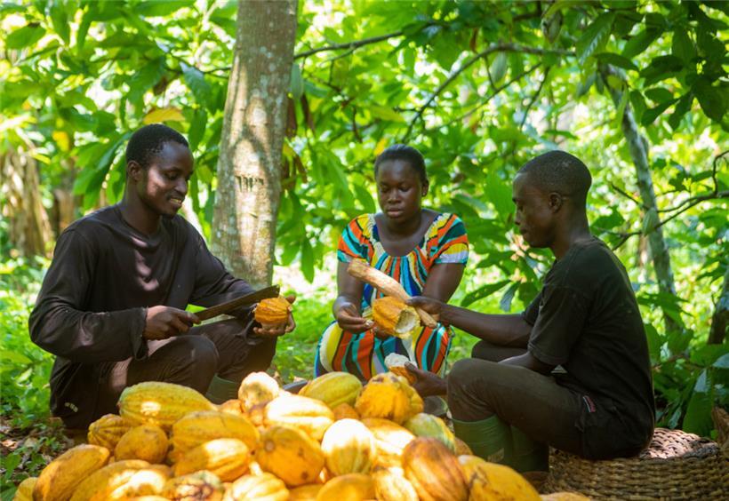 Auf den meisten Kakaoplantagen geht es nicht so idyllisch zu wie auf dieser in Ghana
