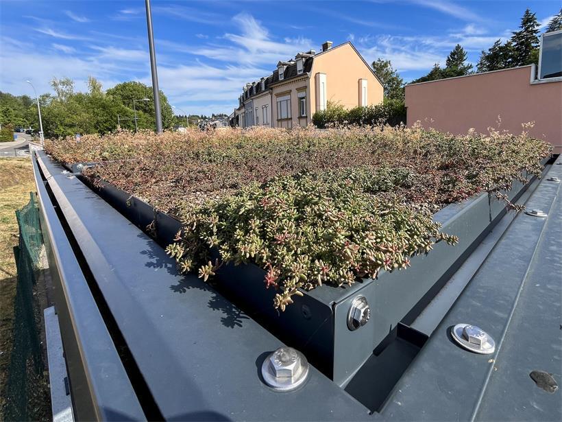 Die ersten begrünten Wartehäuschen der Hauptstadt stehen auf der „Stäreplaz“ Auf der „Stäreplaz“ befinden sich seit einigen Wochen die ersten Wartehäuschen in der Hauptstadt mit Dachbegrünung