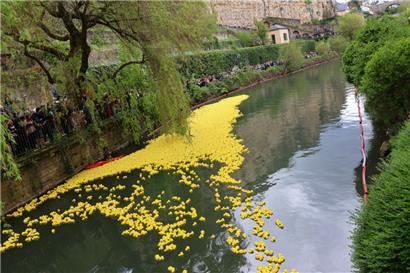 Auf die Enten, fertig, los! Wie jedes Jahr verfolgten Hunderte Schaulustige das Rennen entlang der Alzette.
