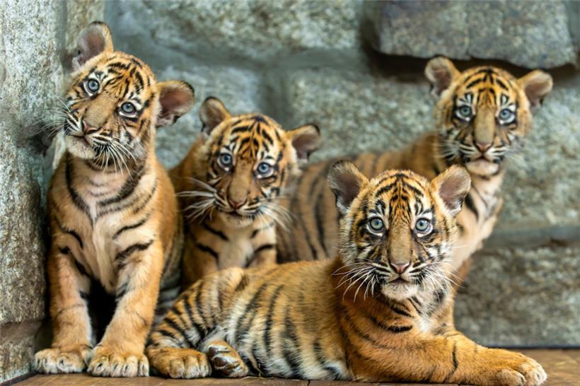 Auf diesem vom Breslauer Zoo veröffentlichten Foto sind die vier Sumatra-Tigerjunge im Zoo zu sehen
