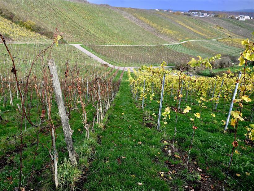 Auf drei Parzellen in Mertert und Grevenmacher wurde das Pflanzenbakterium Xylella fastidiosa nachgewiesen. Die befallenen Reben müssen vernichtet werden.