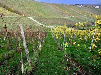 Auf drei Parzellen in Mertert und Grevenmacher wurde das Pflanzenbakterium Xylella fastidiosa nachgewiesen. Die befallenen Reben müssen vernichtet werden