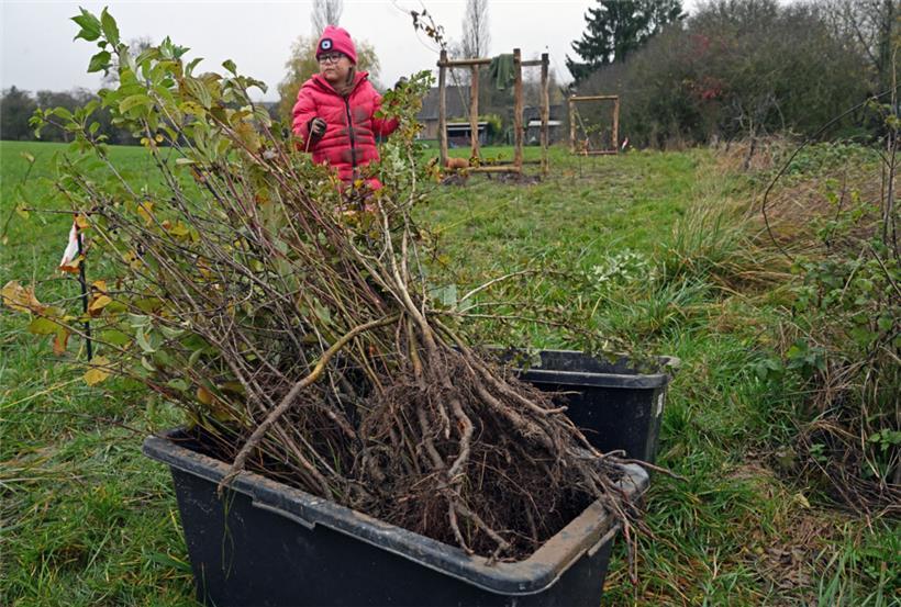 Auf einer Länge von 125 Metern wurden Hecken und 18 Bäume gepflanzt
