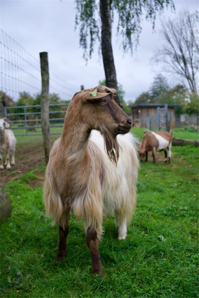 Auf keinen Fall sollte man eine Ziege alleine halten
