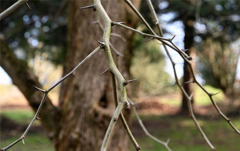Aus dem Holz dieses Baumes, das sehr hart und zugleich biegsam ist, schnitzten u...