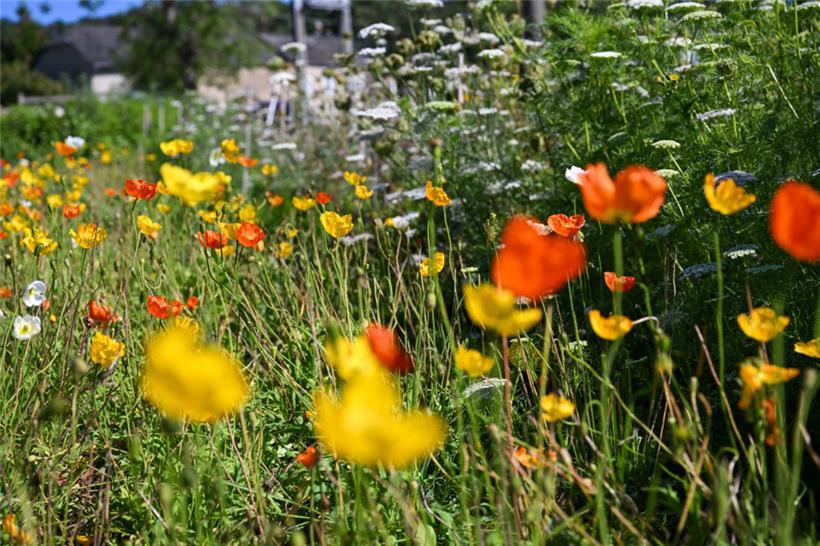 Aus den Schnittblumen entstehen wunderbare natürliche Sträuße