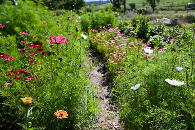 Aus dieser Vielfalt sollen sich Menschen irgendwann ihren eigenen Strauß zusamme...