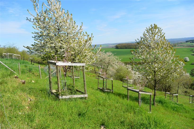 Aus einer monotonen Landschaft wurde ein artenreiches Mosaik

